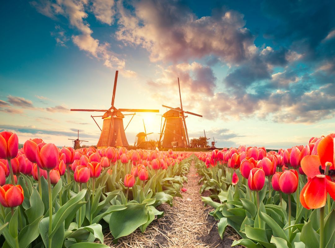 Tulpen und Windmühle Holland